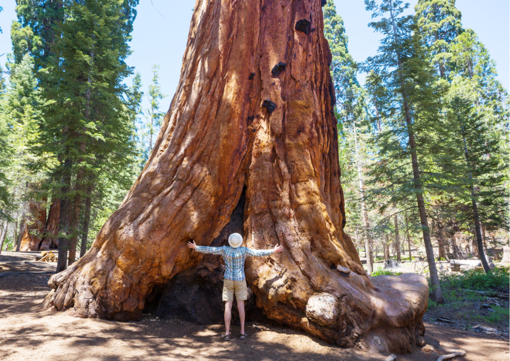 Gelukt: mammoetboom op één foto