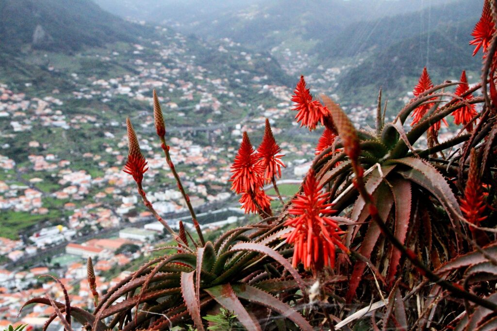 Madeira, de vermomde vulkaan
