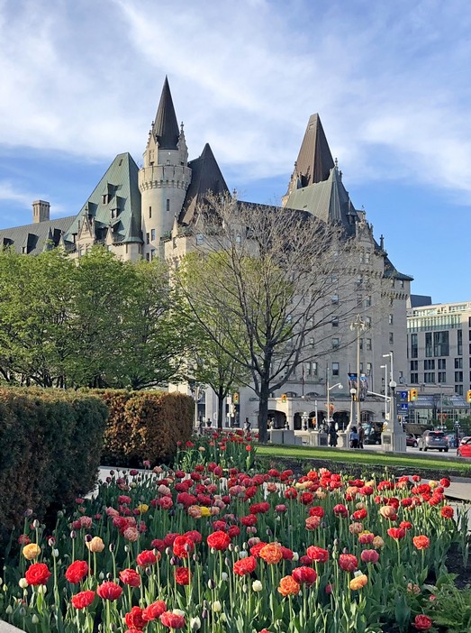 Tulpen uit…. Ottawa?