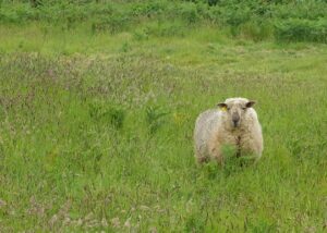 ouessant schaap