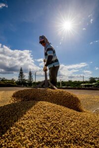 koffieplantage costa rica