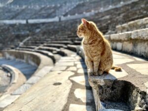 rode kat in arena van efeze in turkije