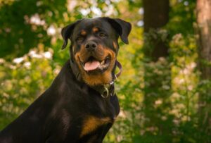 Duitse taal - rottweiler