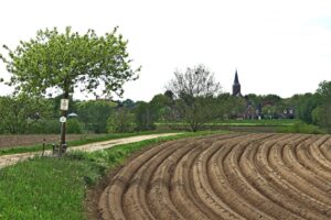 asperges limburg