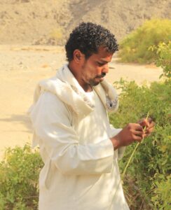 Wadi El Gemal - tandenborstelboom