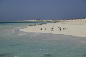 Wadi El Gemal eiland,