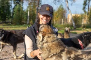 Husky's worden in de herfst (ruska) voorbereid op het winterseizoen.