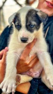 husky in fins lapland.