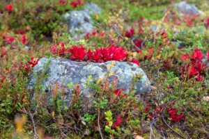 Fins Lapland kleurt in de herfst (ruska)
