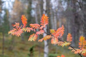 Ruska (herfst) in Fins Lapland